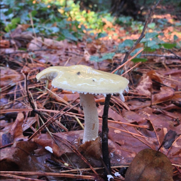 Meet your Posher, Megan - Picture 7 of 8